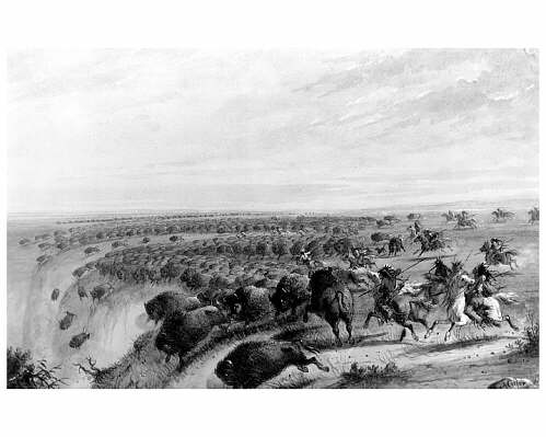 Plains tribes driving buffalo to death, Alfred Miller, 1867. National Archives of Canada